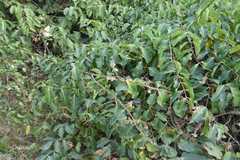 Cryptostegia grandiflora